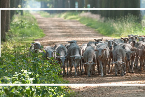 Koloniën op weg naar Unesco Werelderfgoed